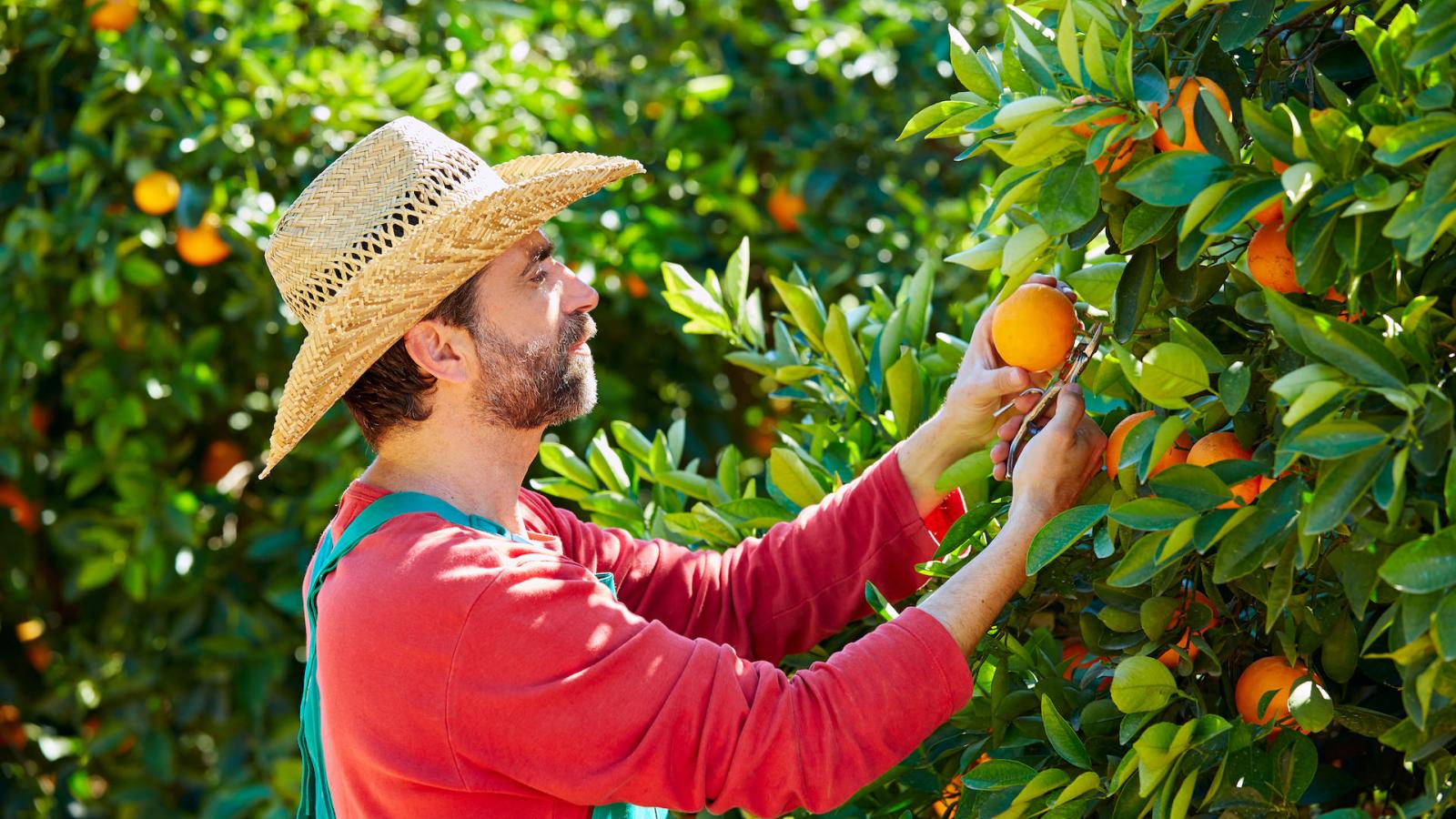 Person picking fruit.